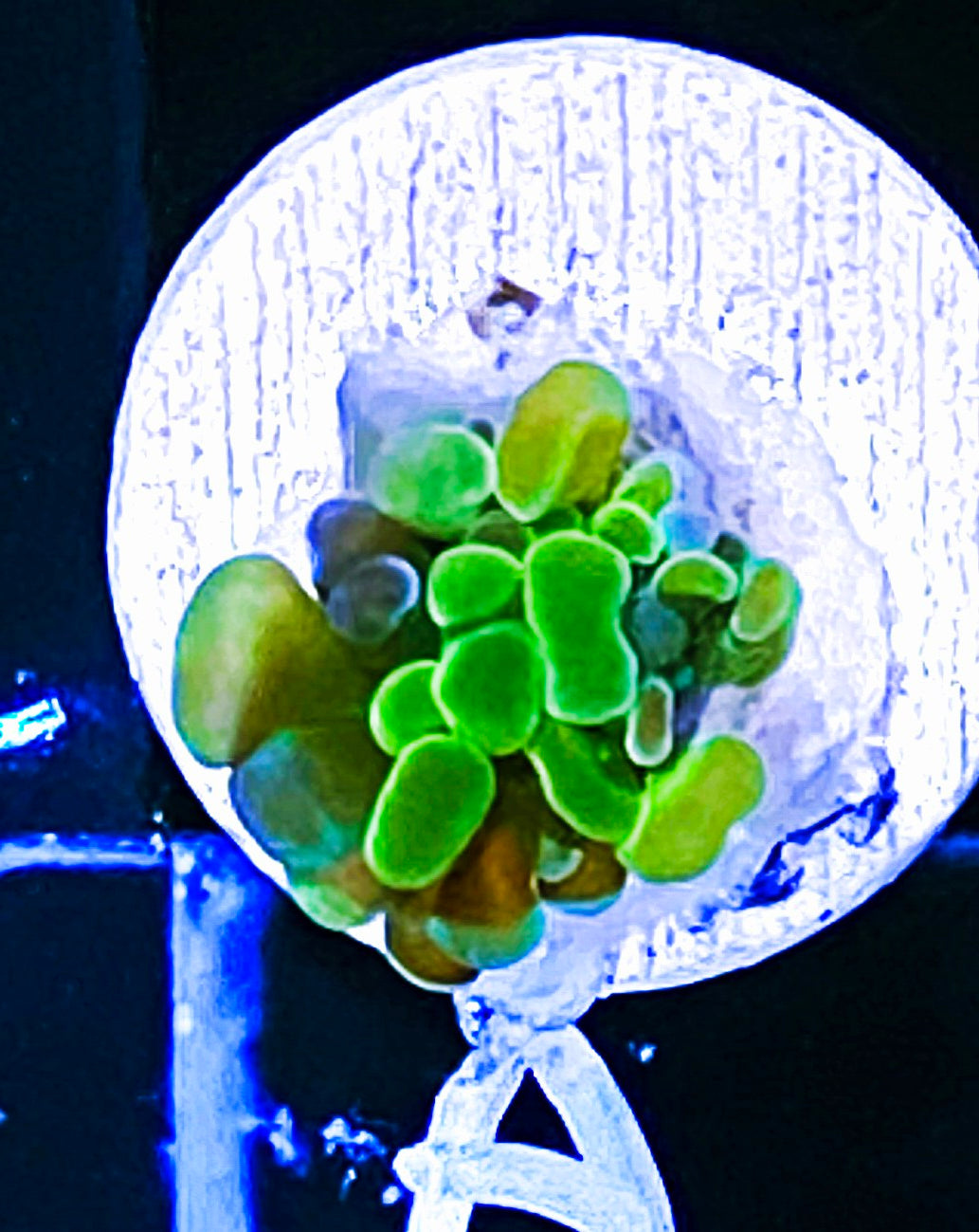 W16-A1 Aquacultured Gold Hammer