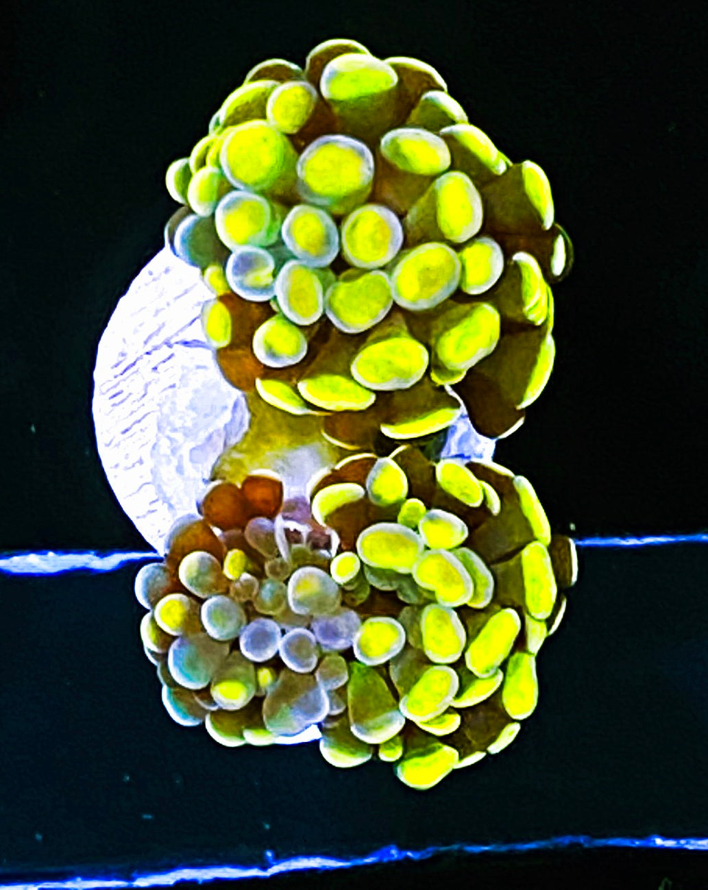 W16-C1 2H Aquacultured Rainbow Gold Hammer
