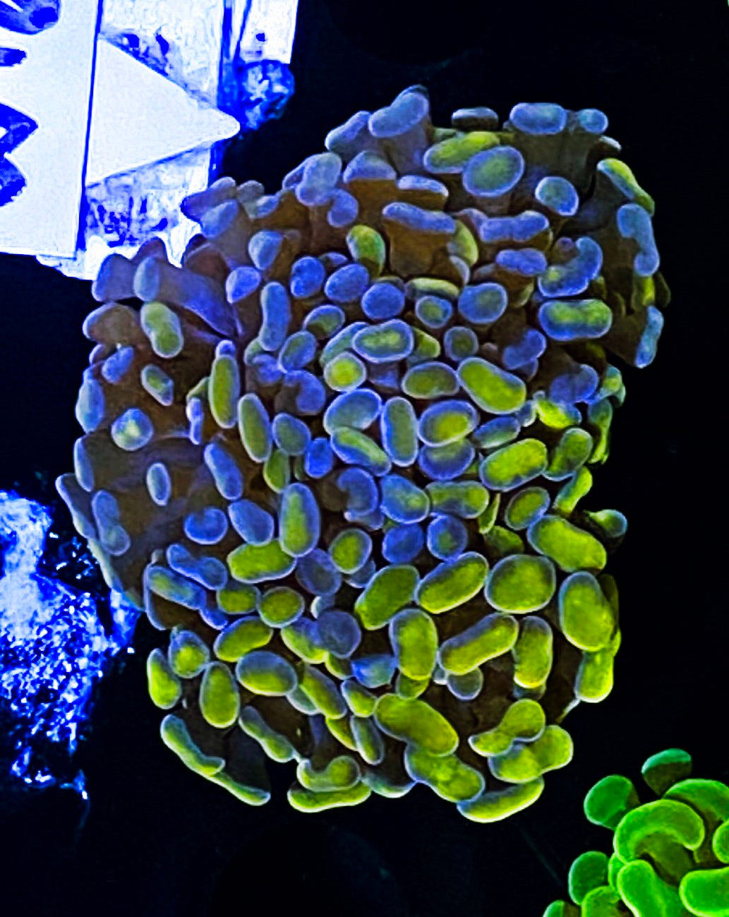 W16-C4 3-4H Aquacultured Rainbow Gold Hammer