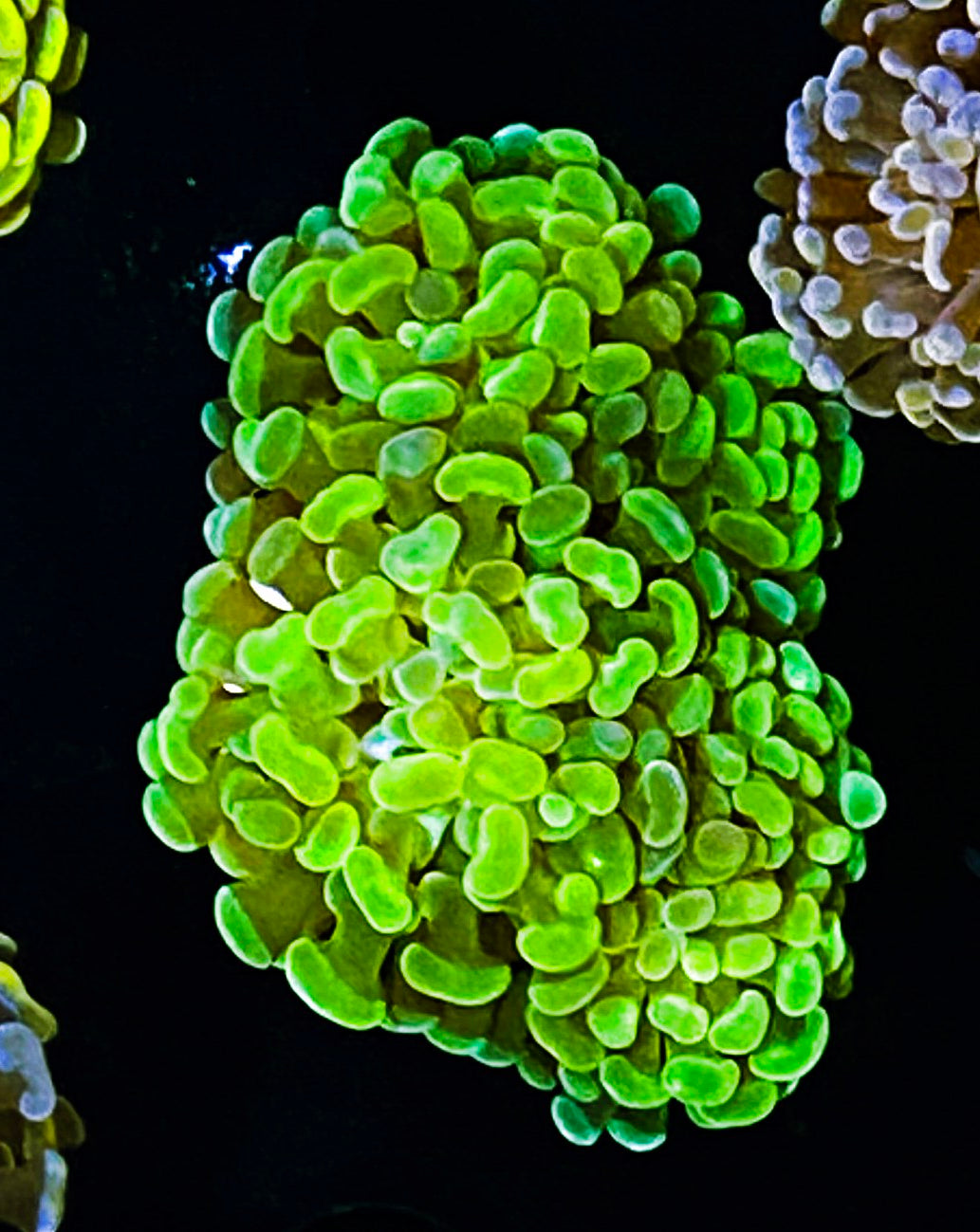W16-D3 3-4H Aquacultured Yellow Gold Hammer