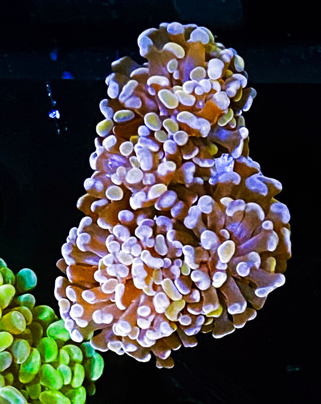 W16-E2 3H Aquacultured Rainbow Gold Hammer