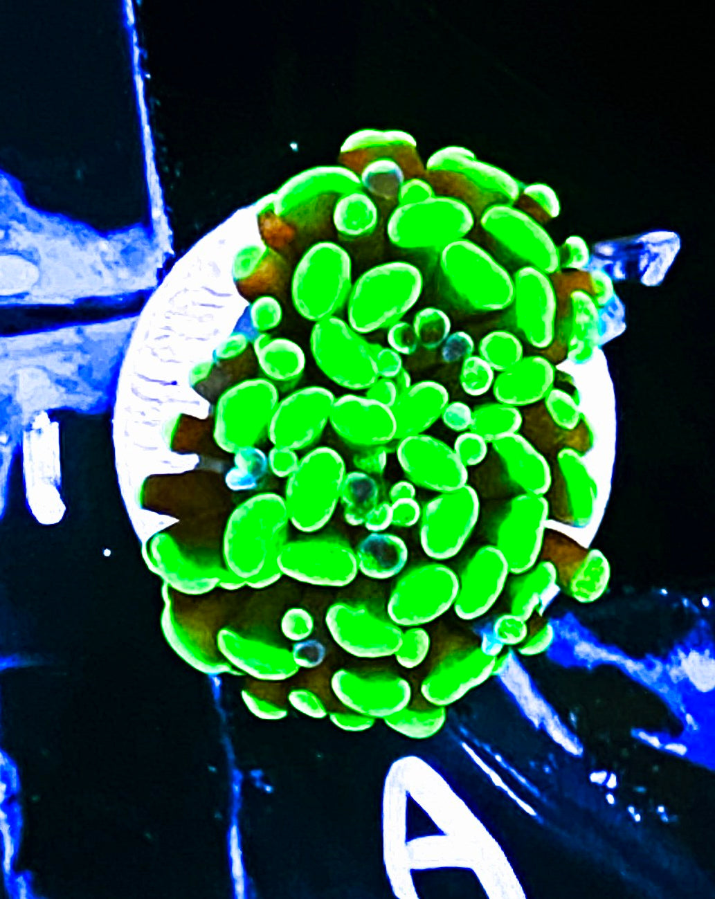 W17-A1 Aquacultured Toxic Splatter Hammer