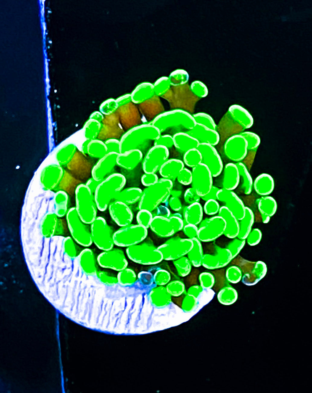 W17-A3 Aquacultured Toxic Splatter Hammer