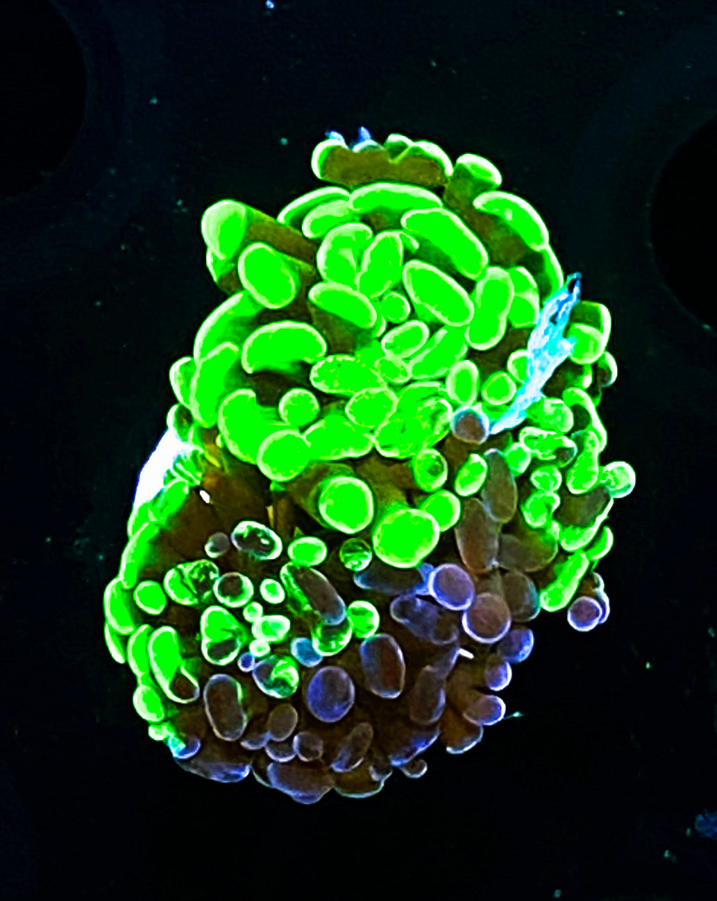 W17-B2 Aquacultured Splitting Toxic Marbled Hammer