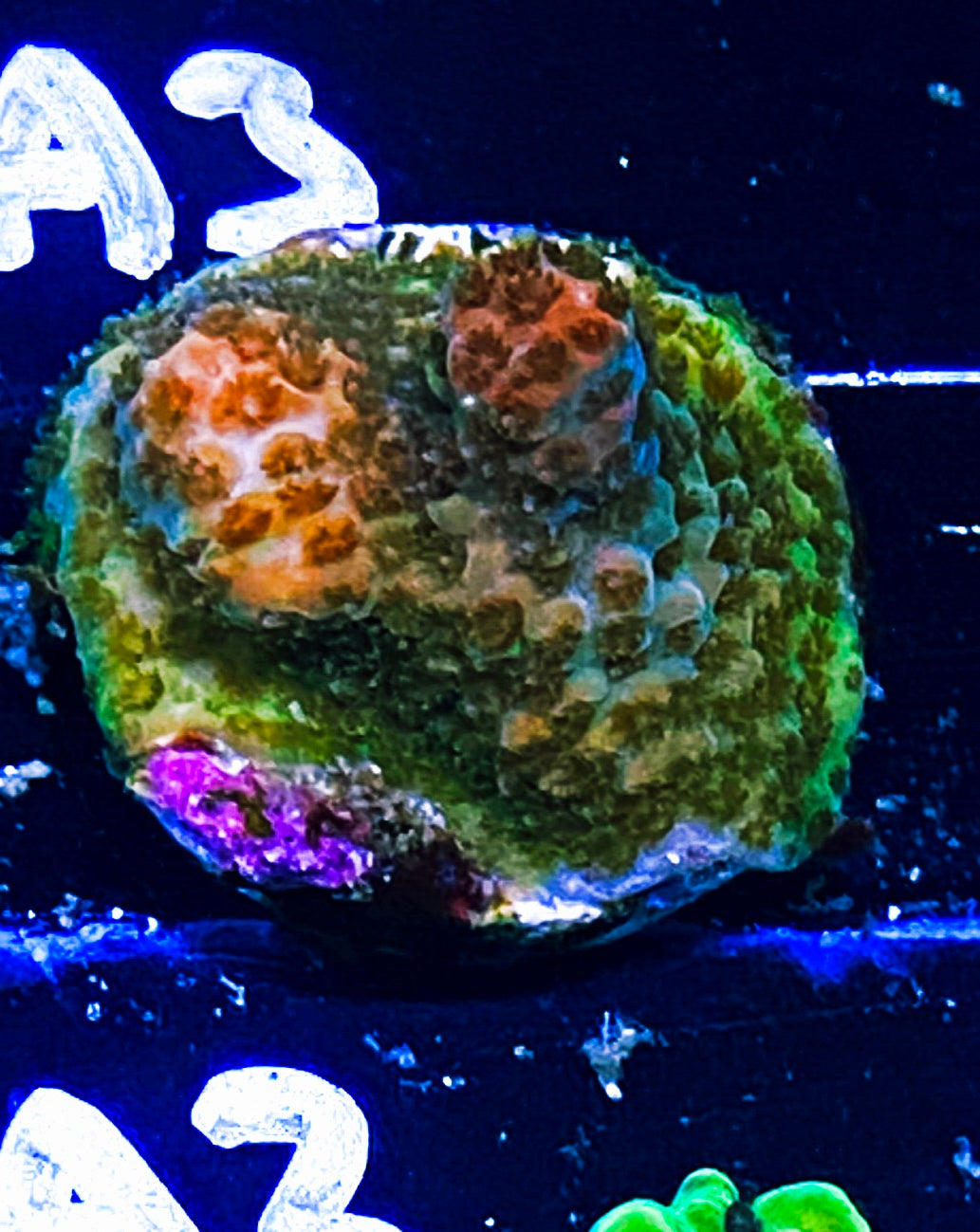 W18-A2 Aquacultured PC Rainbow