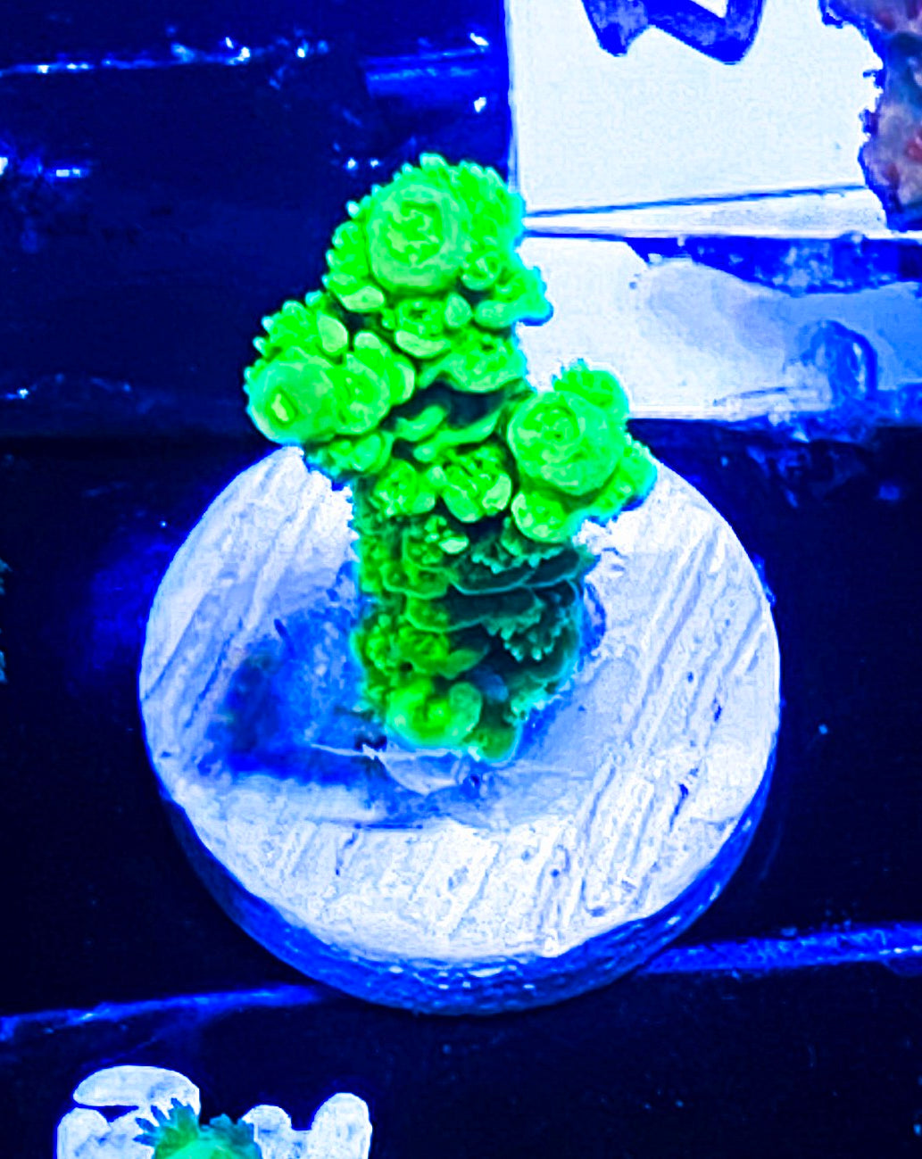W18-B4 Aquacultured Green Slimmer