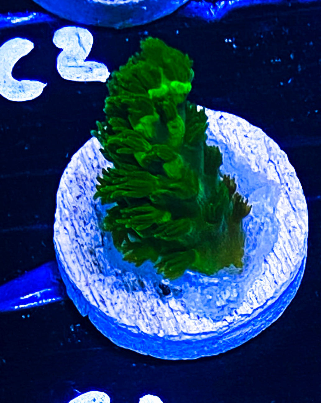 W18-C1 Aquacultured Marvin the Martian Acro