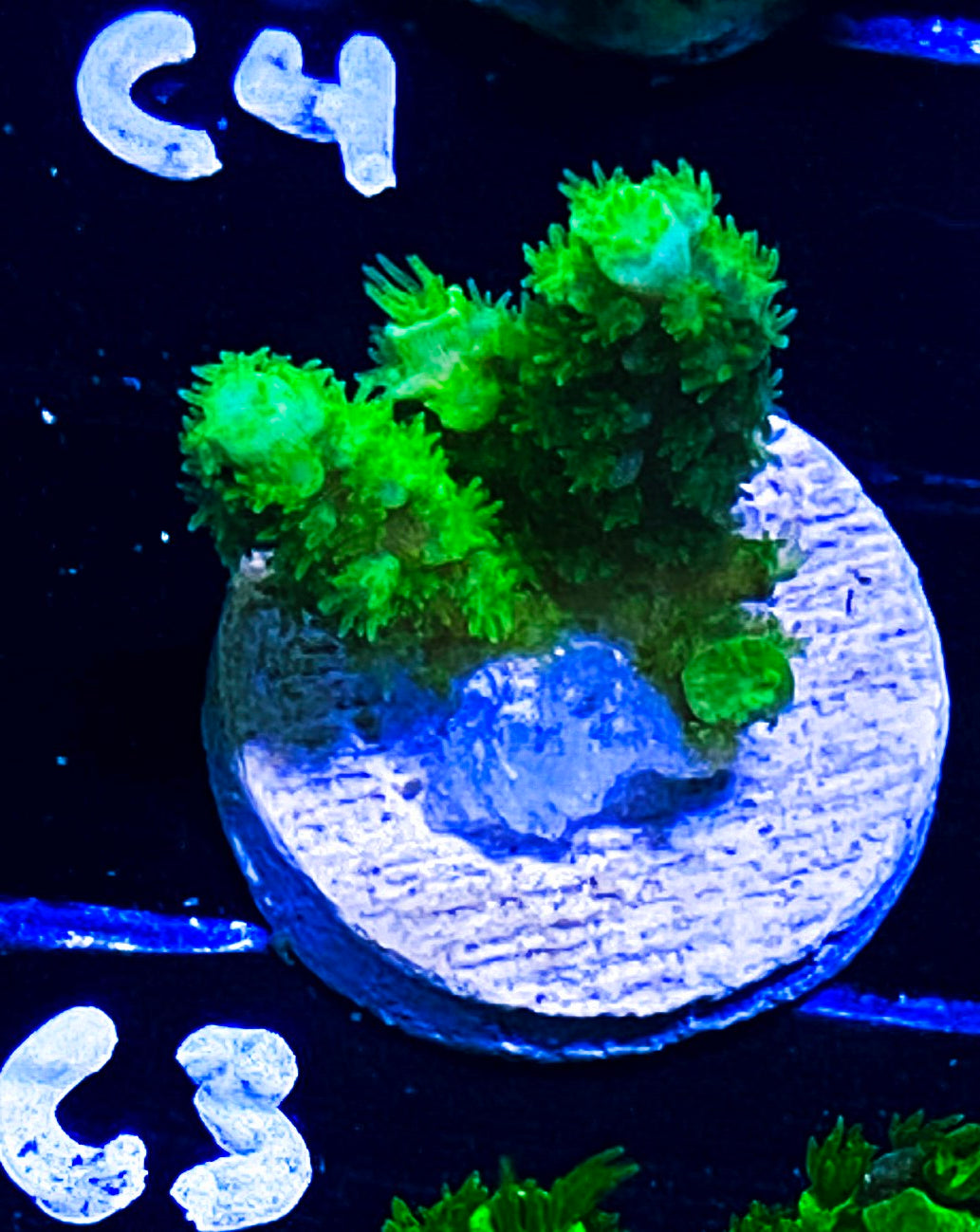 W18-C3 Aquacultured Marvin the Martian Acro
