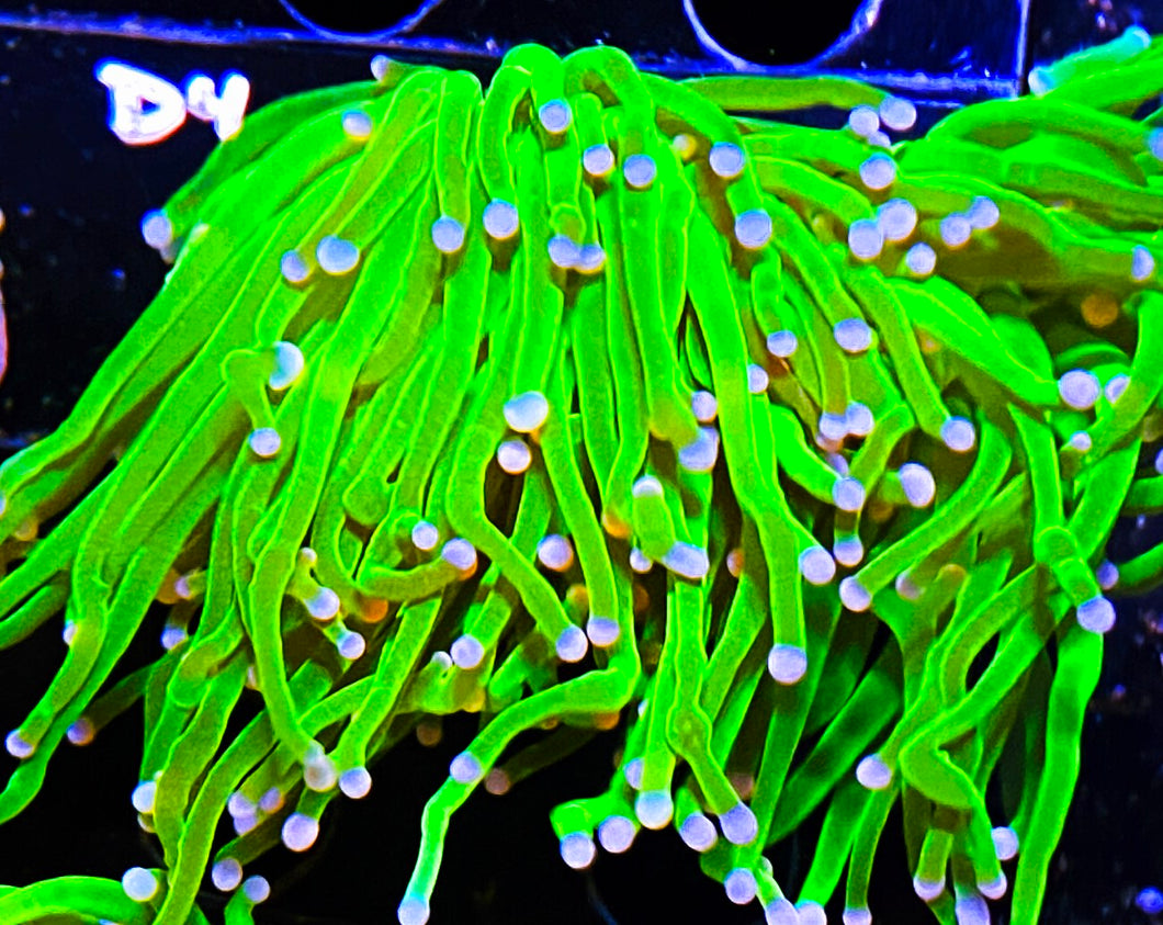 W18-E3 Splitting Pink-Blue Tip Torch