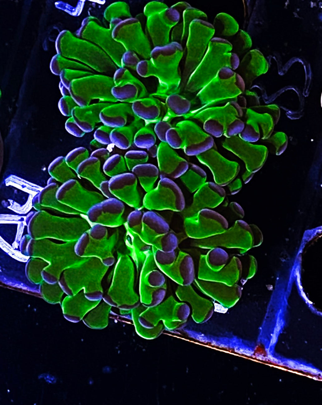 W19-A3 2H Aquacultured BiColor Hammer
