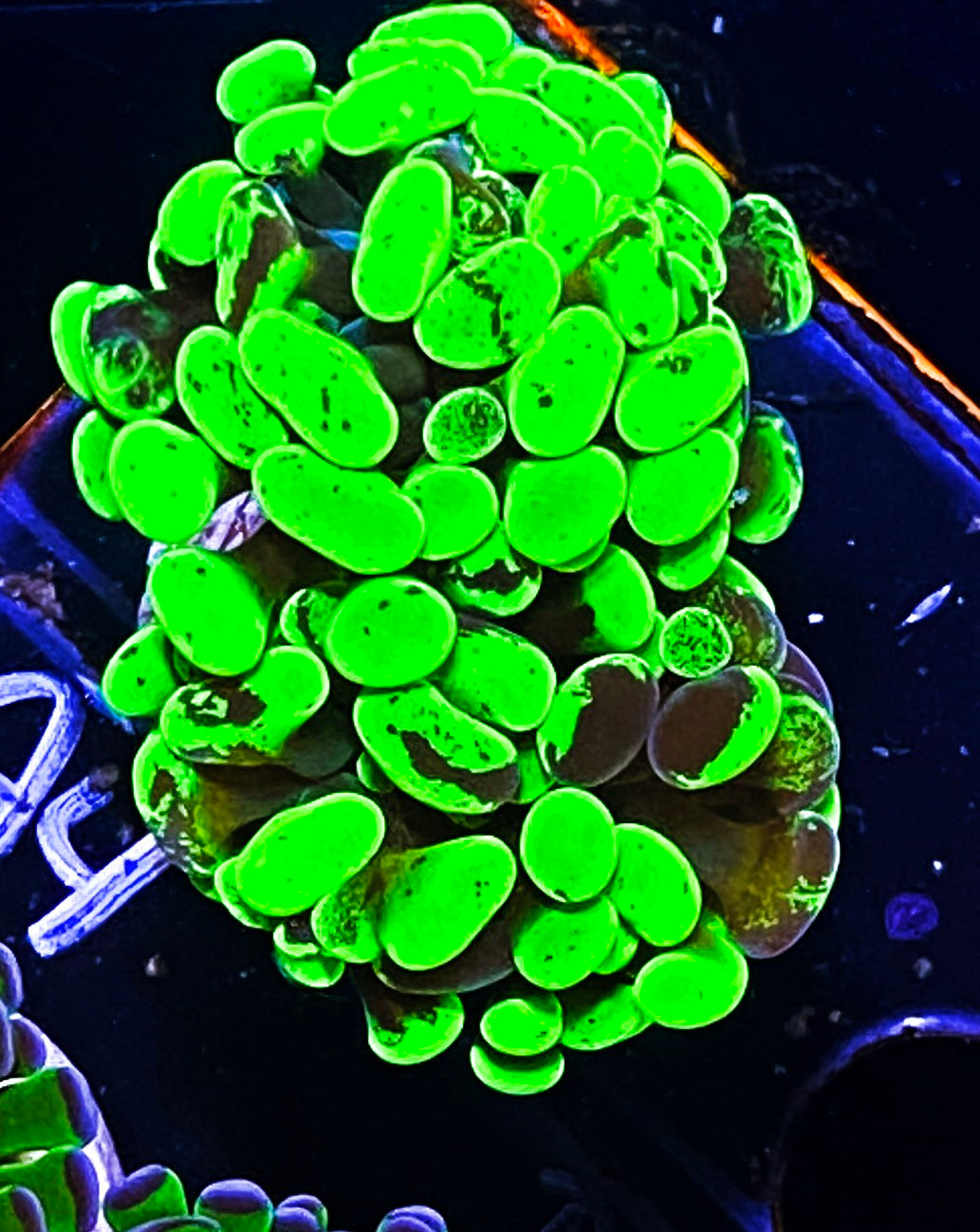 W19-A4 Aquacultured Splitting Gold Splattered Toxic Hammer