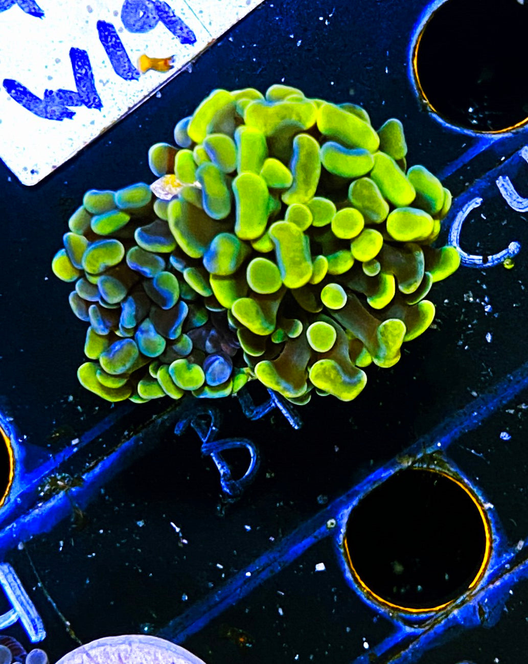W19-B4 2H Aquacultured Gold Hammer