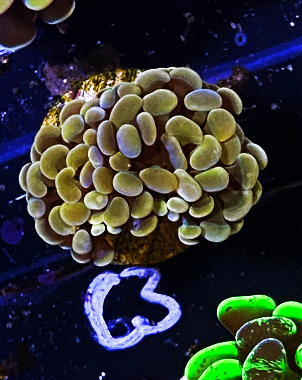 W19-C2 Aquacultured Gold Hammer