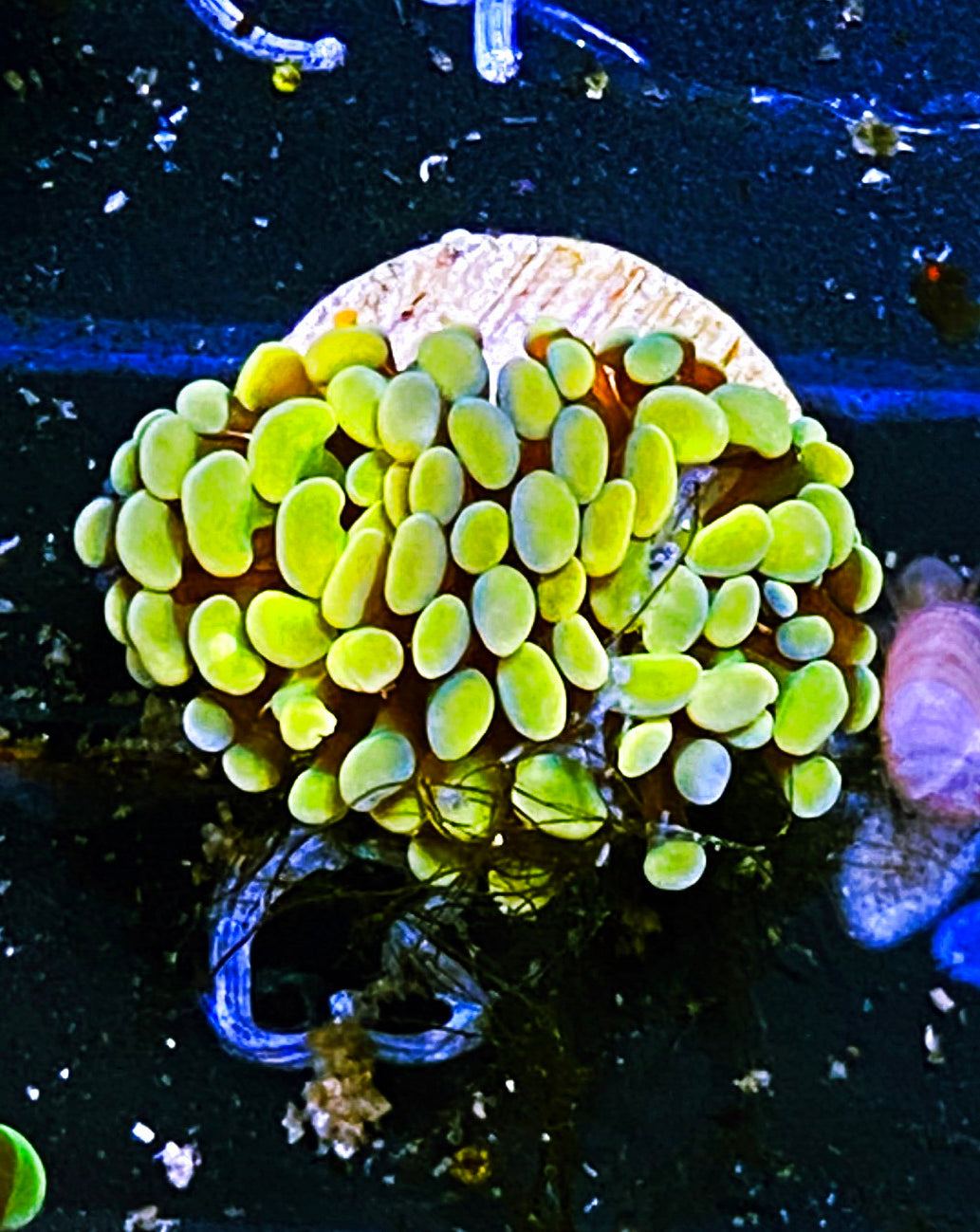 W19-C3 Aquacultured Gold Hammer