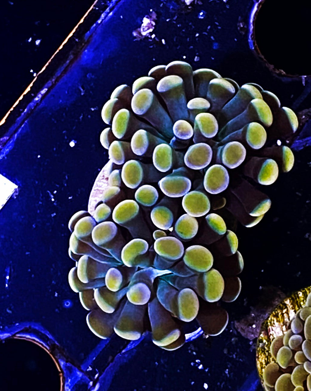 W19-C4 2H Aquacultured Gold Hammer