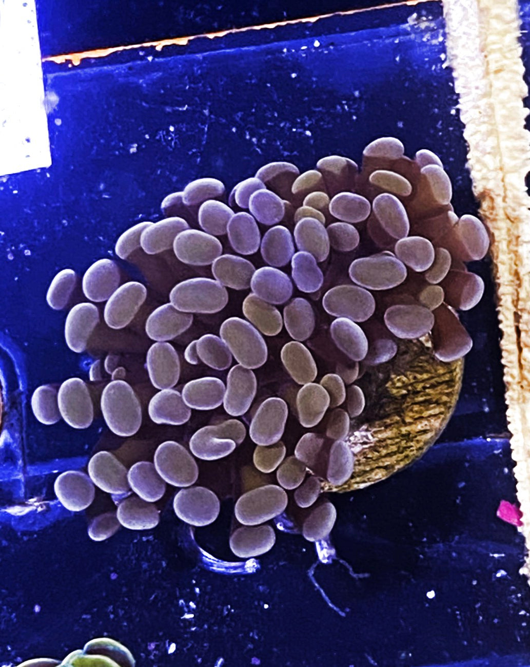 W19-C4 Aquacultured Rose Gold Hammer