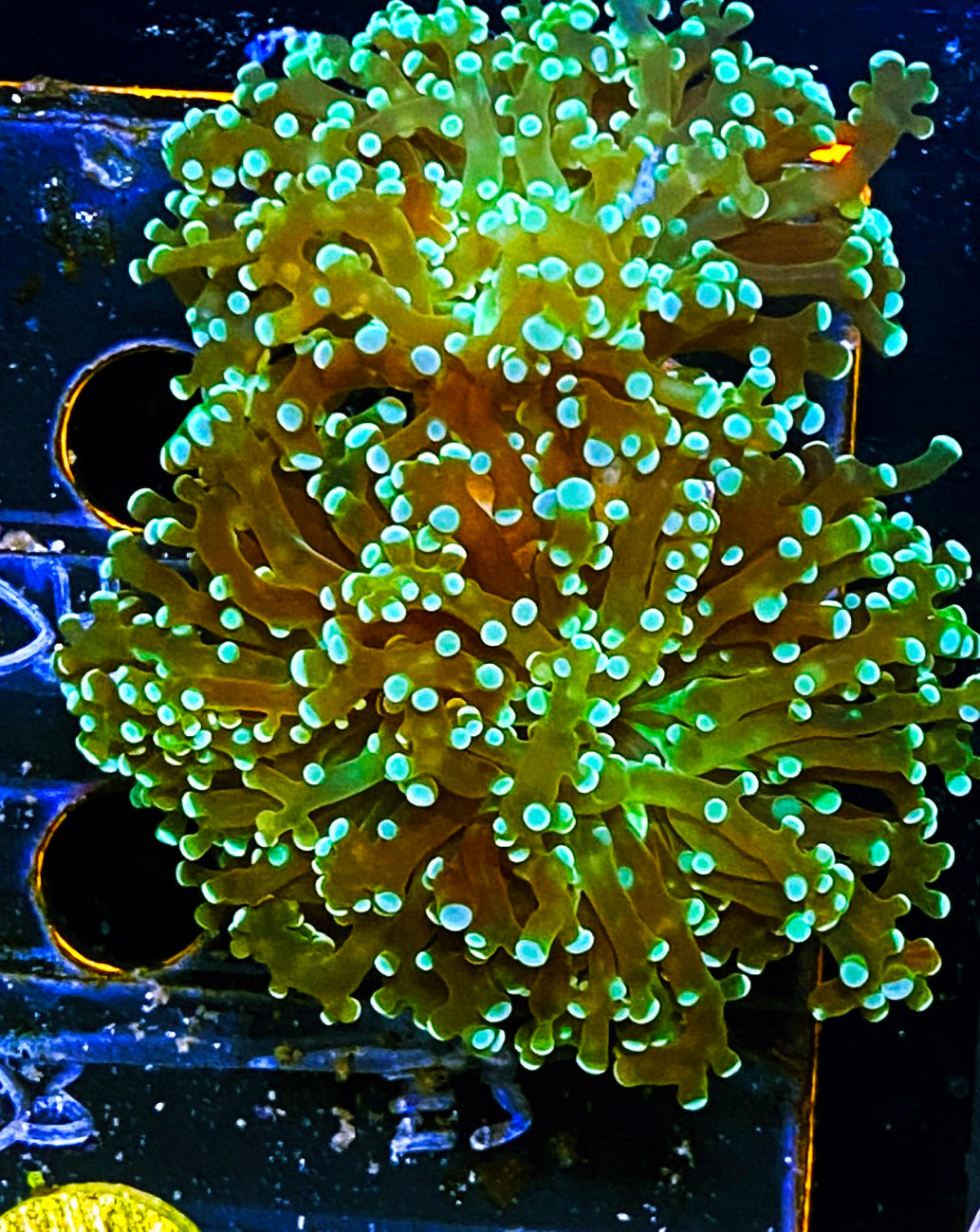 W19-E4 2H Frogspawn