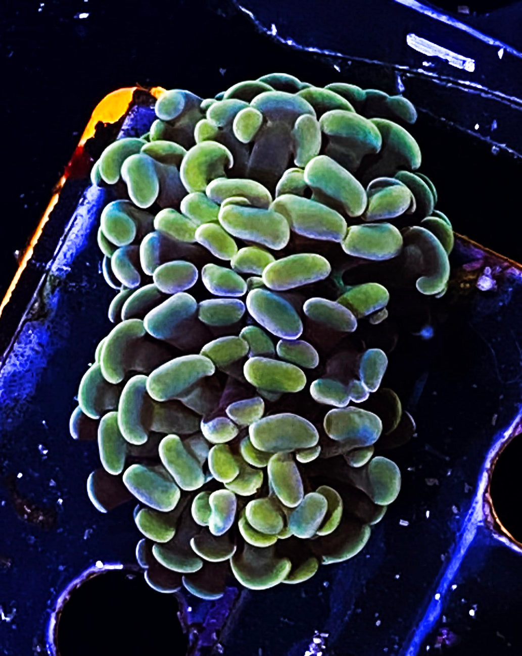 W19-E4 2H Splitting Aquacultured Gold hammer