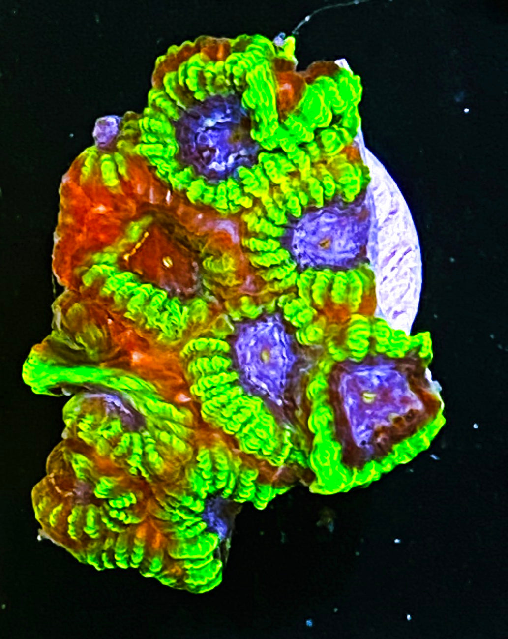 W2-A1 Aquacultured Raptors Peace Favia