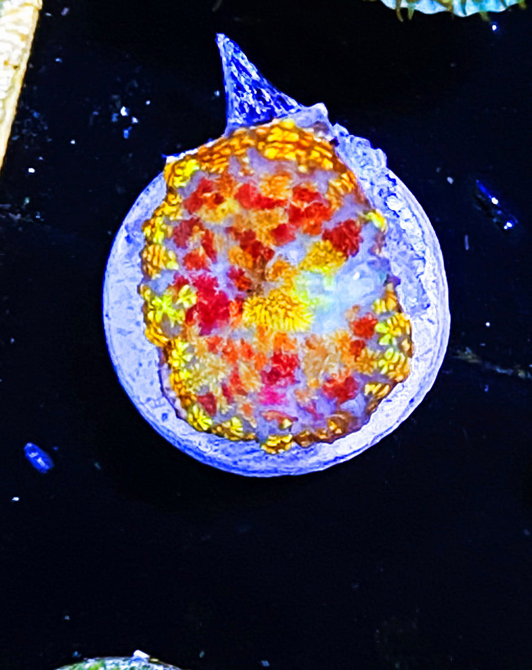 W2-A2 Rainbow Rhodactus