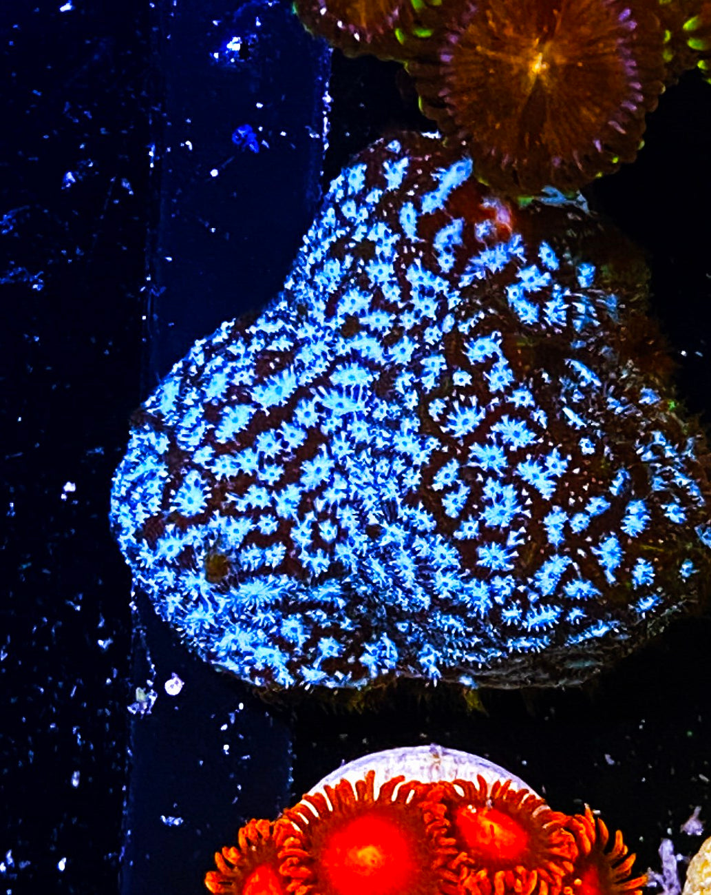 W2-A3 Aquacultured Chunky Mr. Freeze Lepto