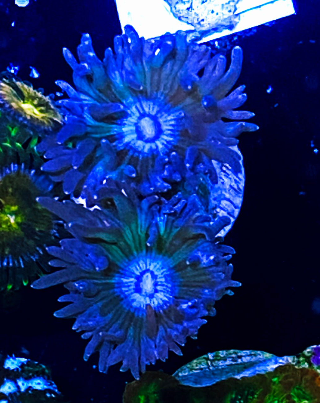 W2-B4 2-3H Aquacultured Duncans