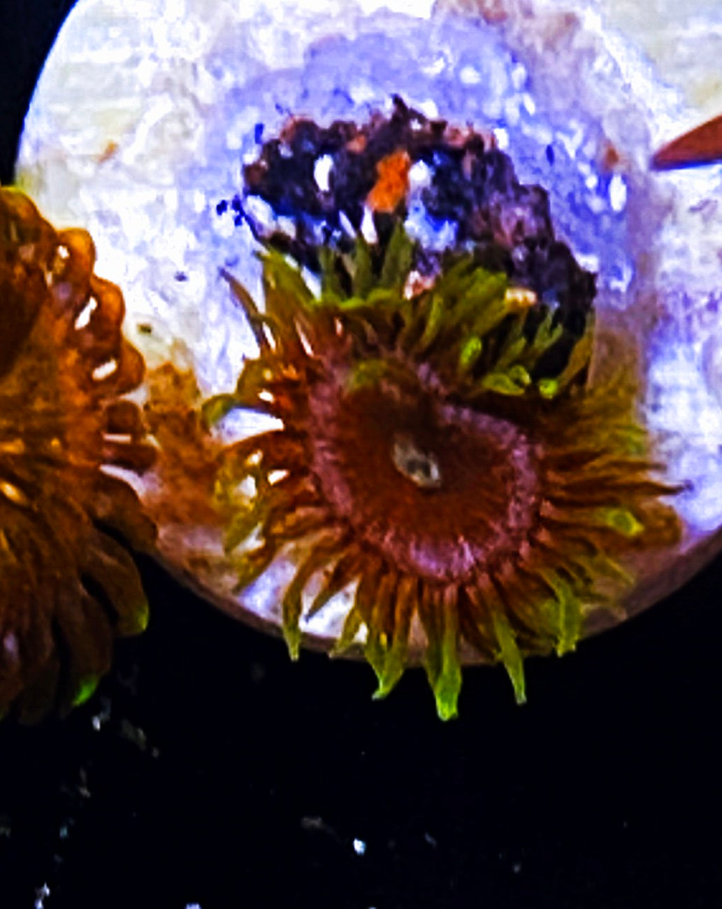 W2-B4 Aquacultured Ultra Purple Paly