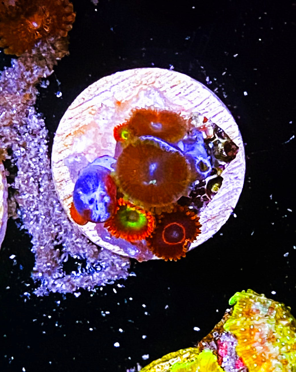 W2-C2 Aquacultured Combo Zoas