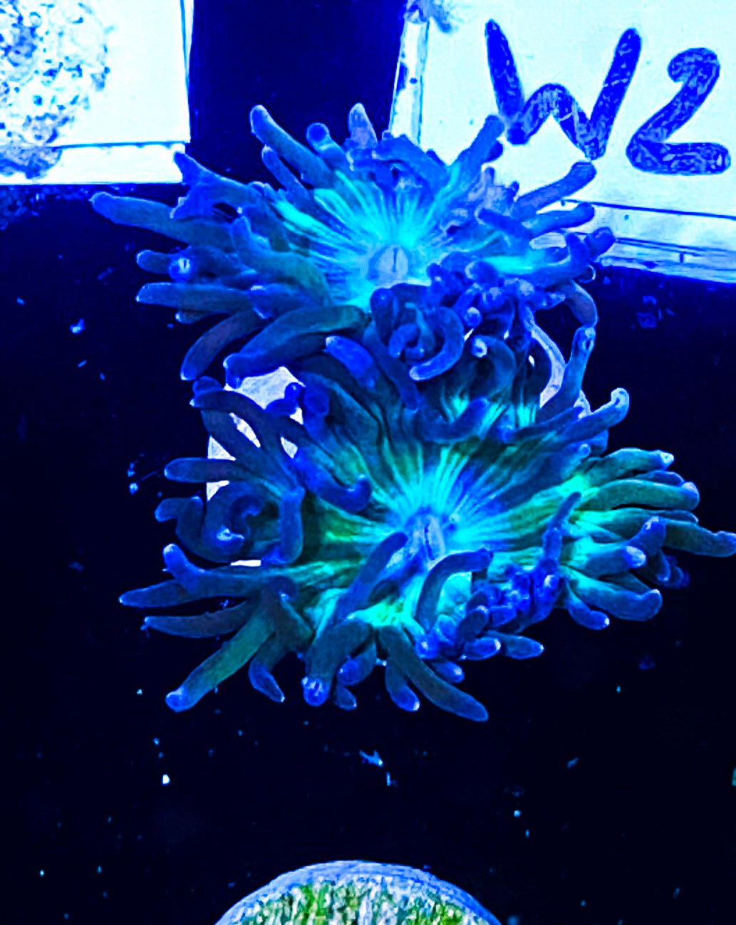 W2-C4 2-3H Aquacultured Duncans