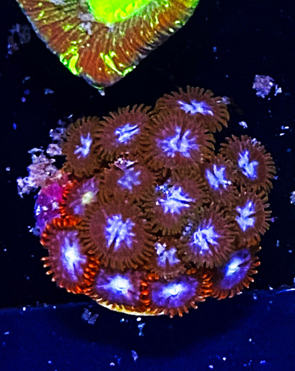 W2-D1 15p Iced Zoas