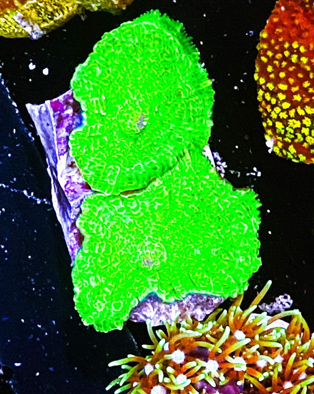 W2-D1 2H Neon Green Rhodactus