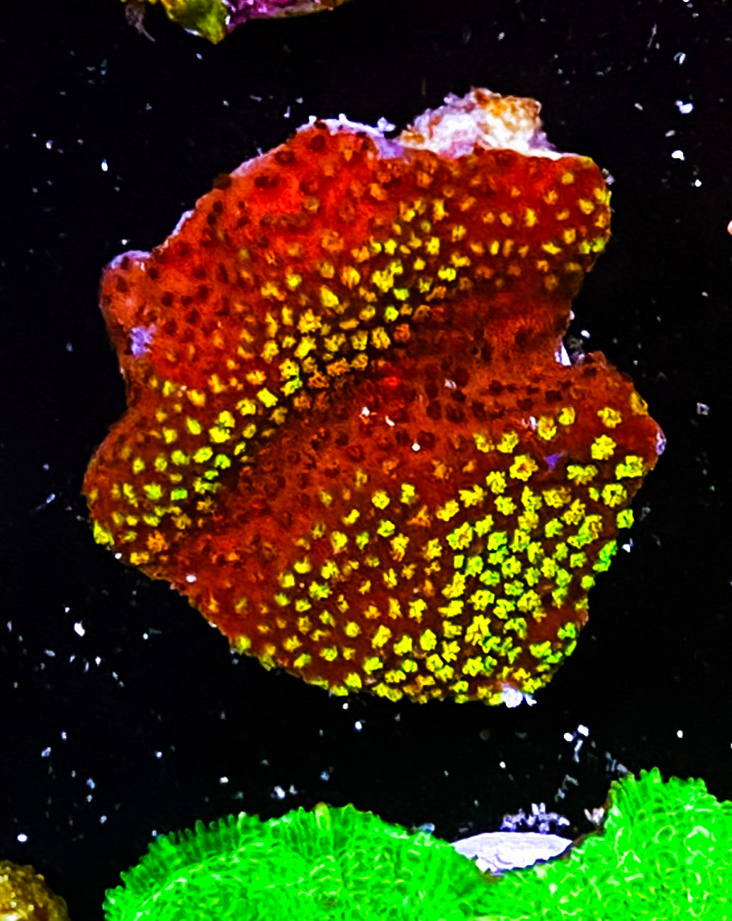 W2-D2 Aquacultured Fruity Pebbles Monti