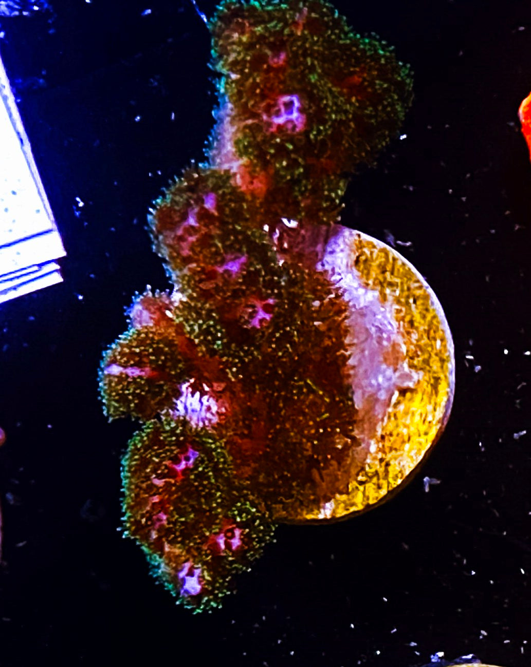 W2-D4 Aquacultured Poccilipora