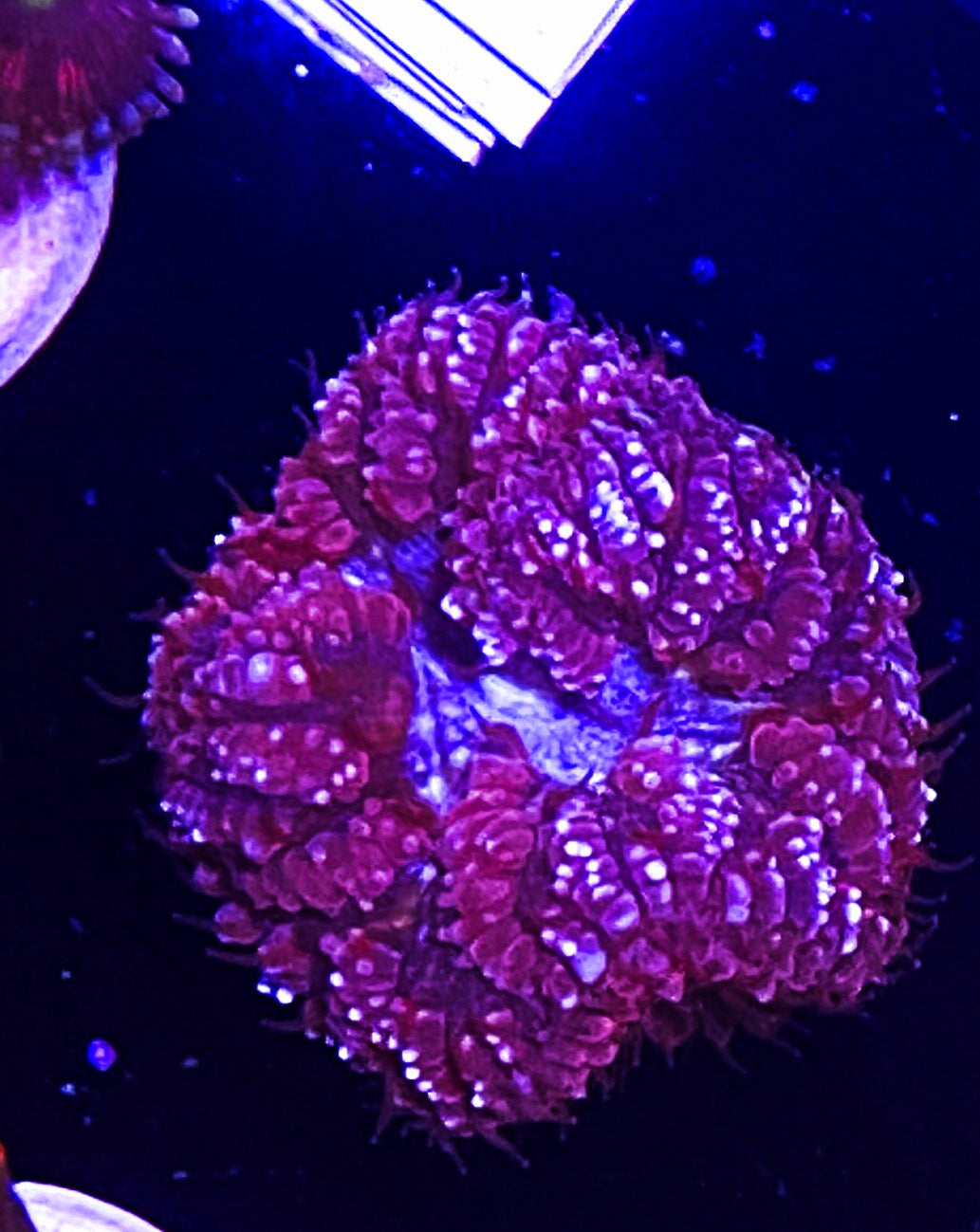 W2-D4 Blue Eye Blasto