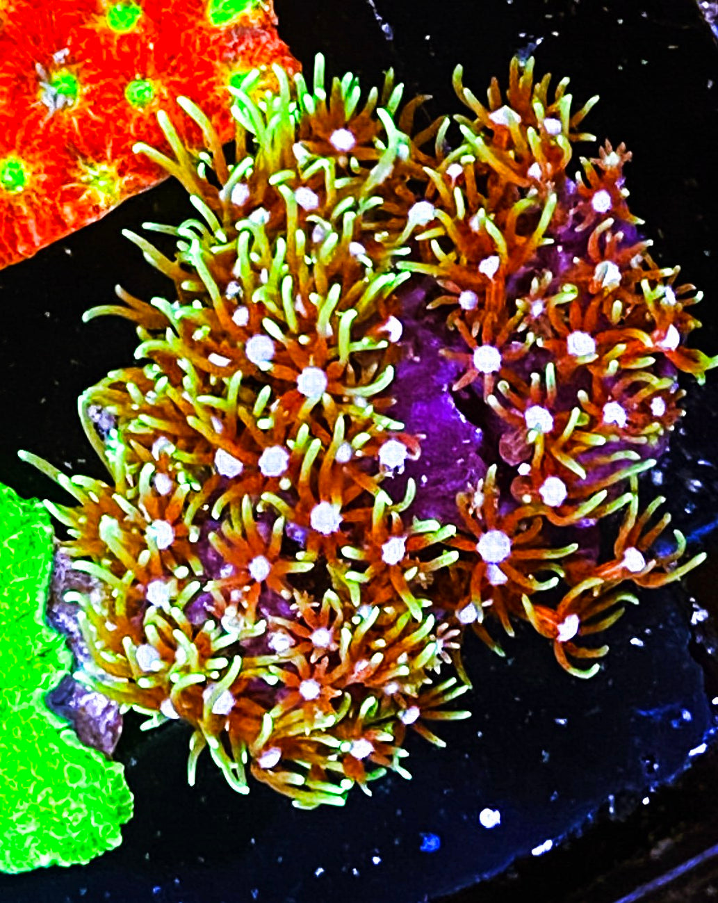 W2-E1 Aquacultured Green Star Polyps