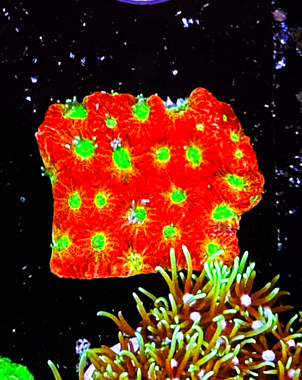 W2-E2 Aquacultured Spicy Lemon Favia