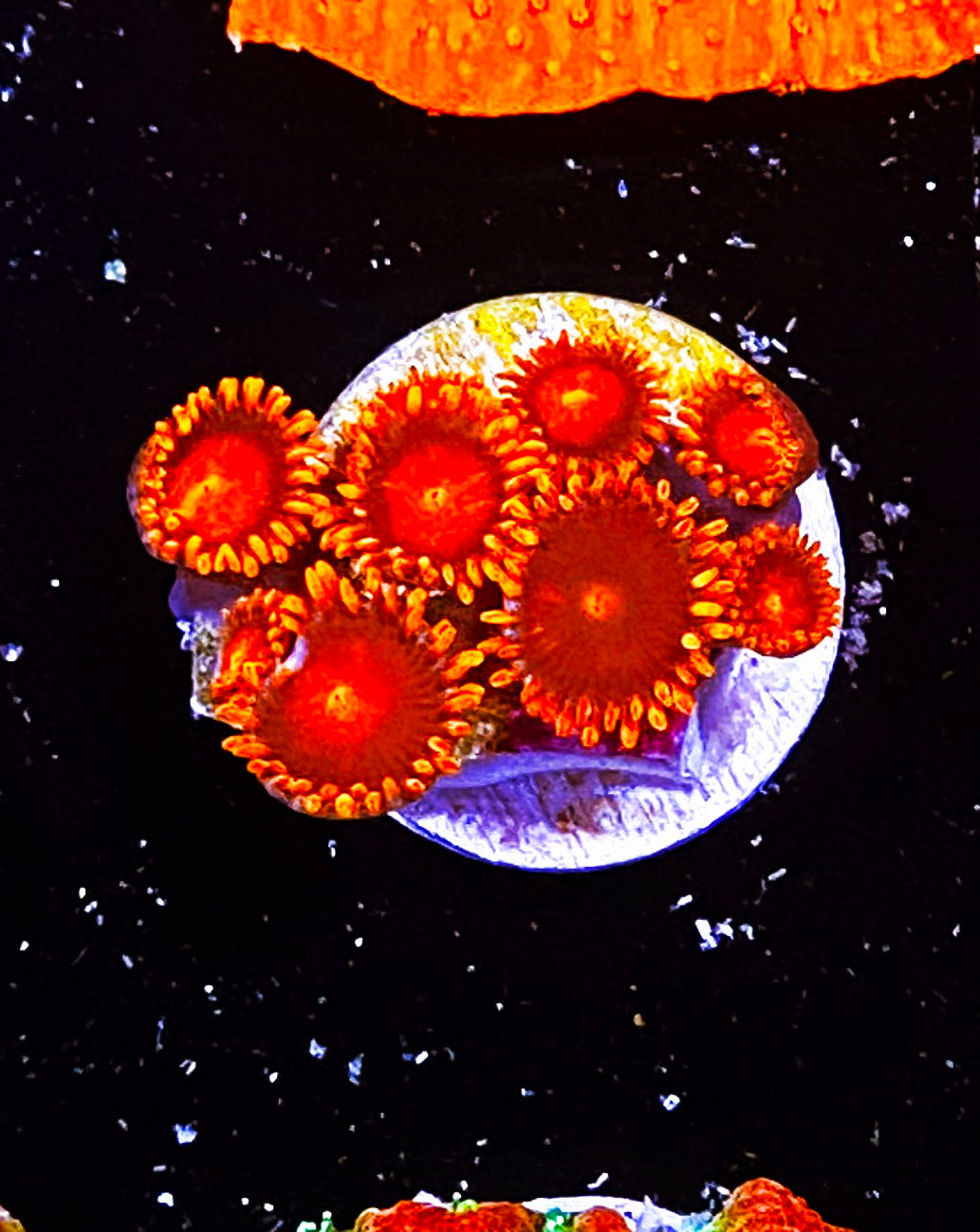 W2-E3 8p Aquacultured Orange BamBams