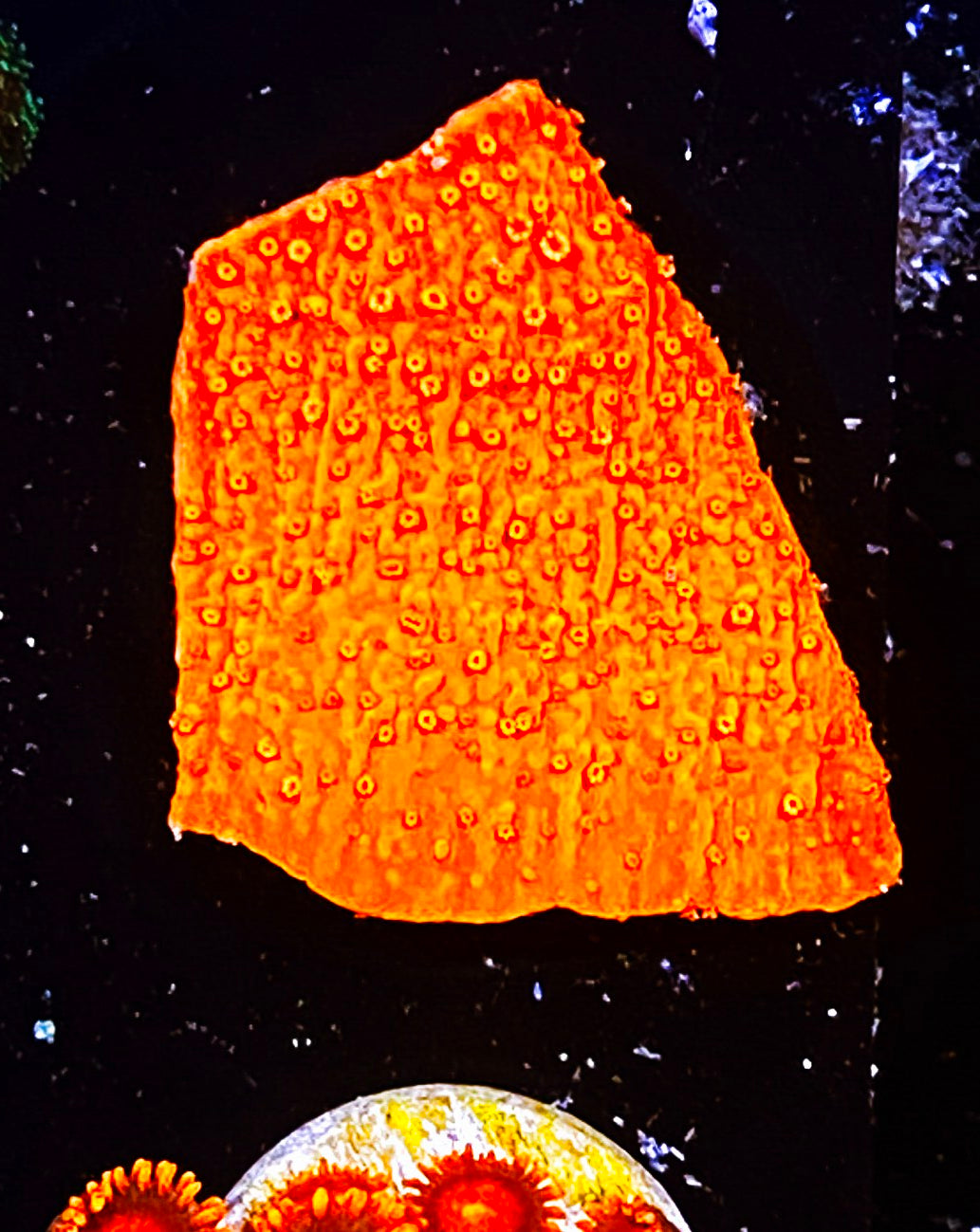 W2-E4 Aquacultured Neon Red Monti Cap