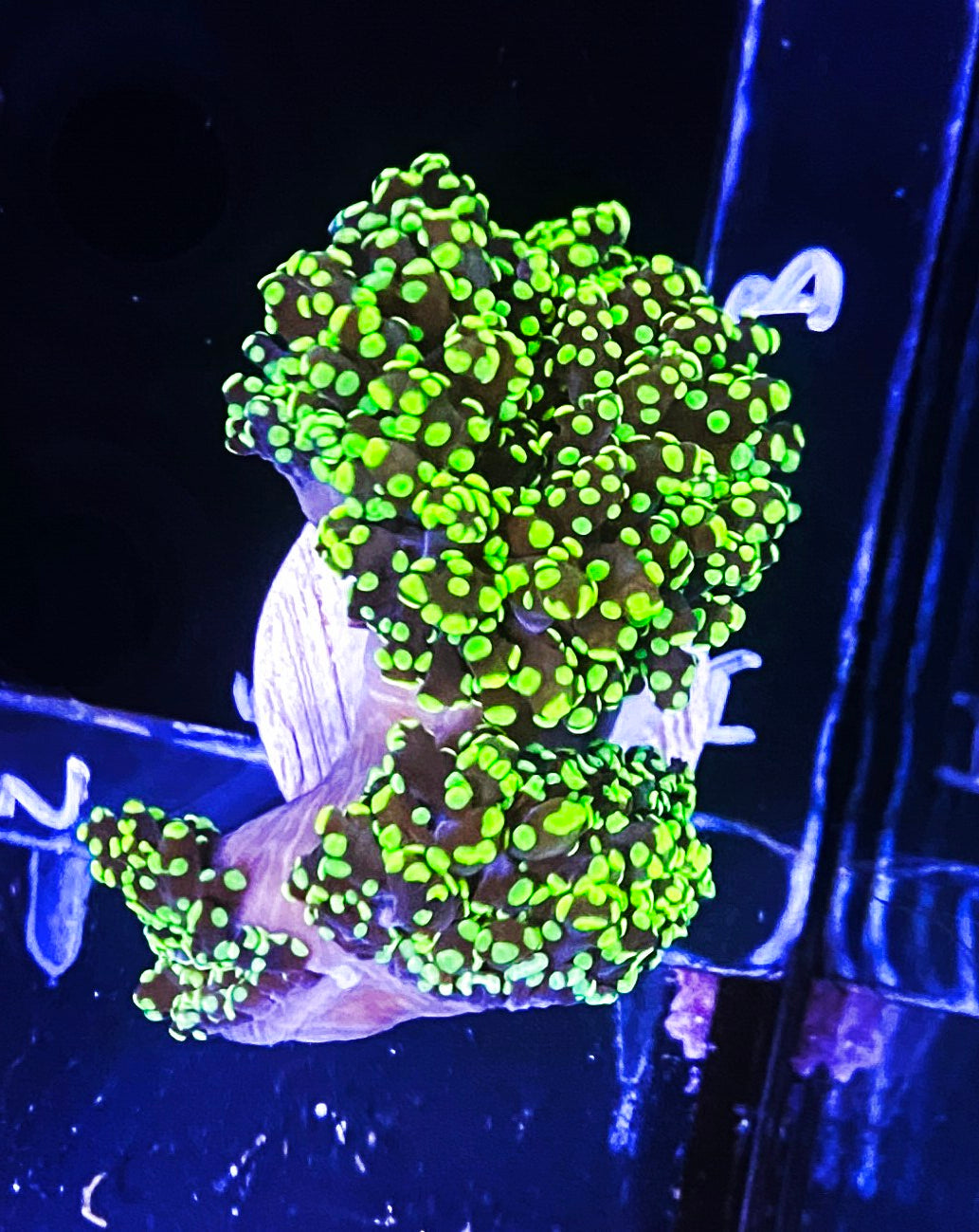 W21-A1 Splitting Aquacultured Octo