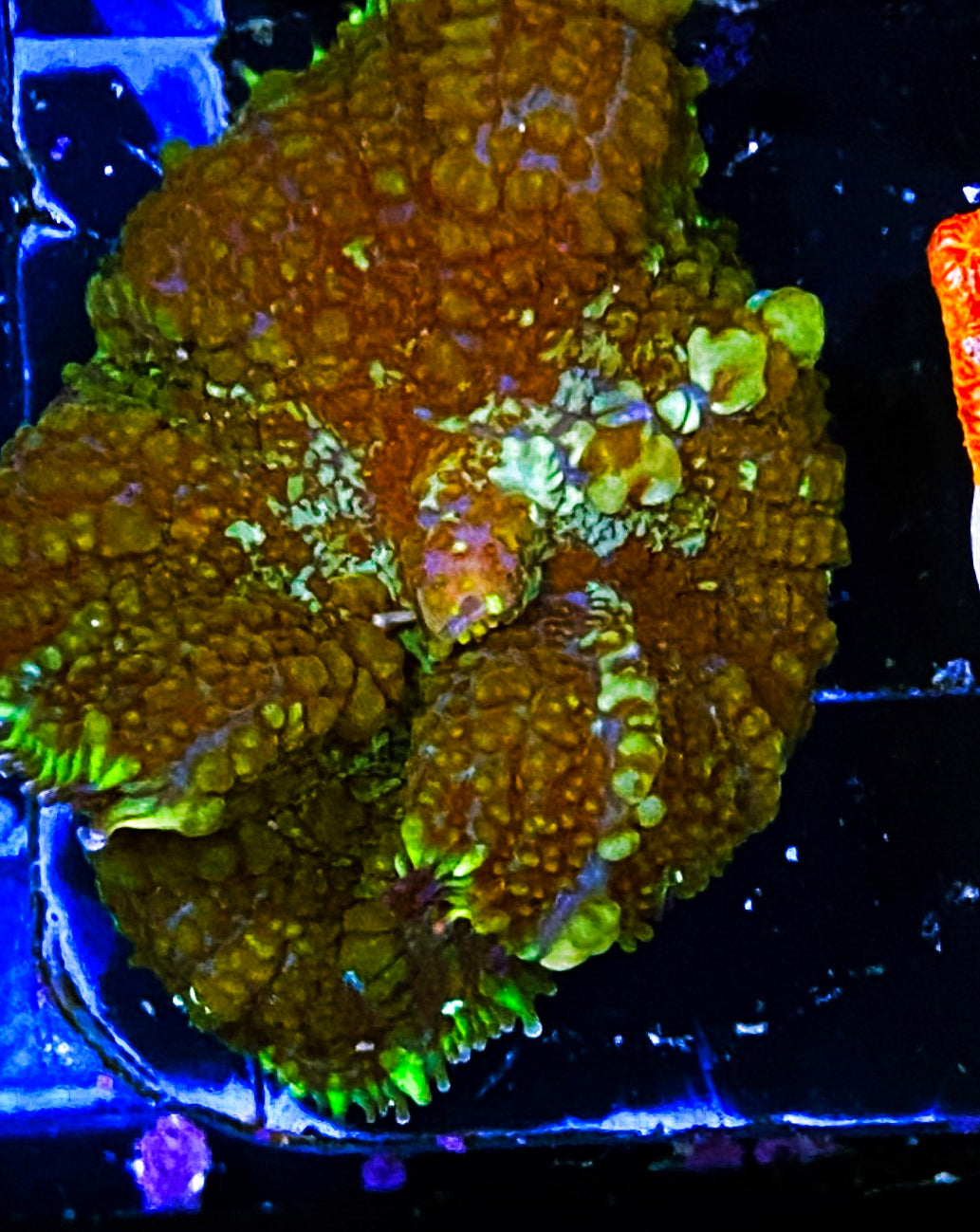 W3-A1 XL Aquacultured Rhodactus