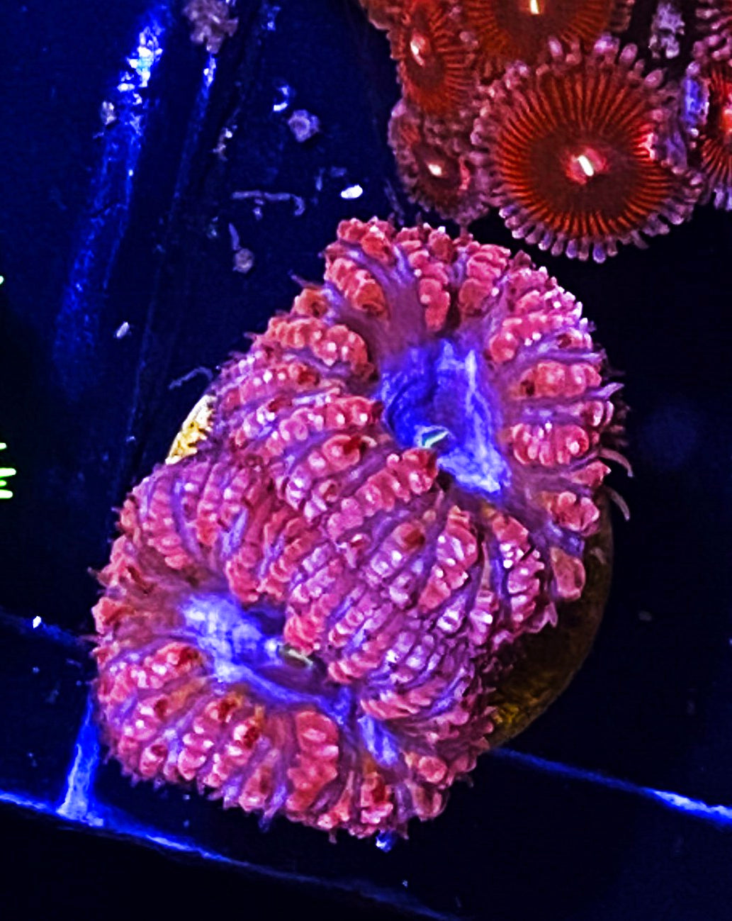 W3-A3 2H Blue Eye Blastos