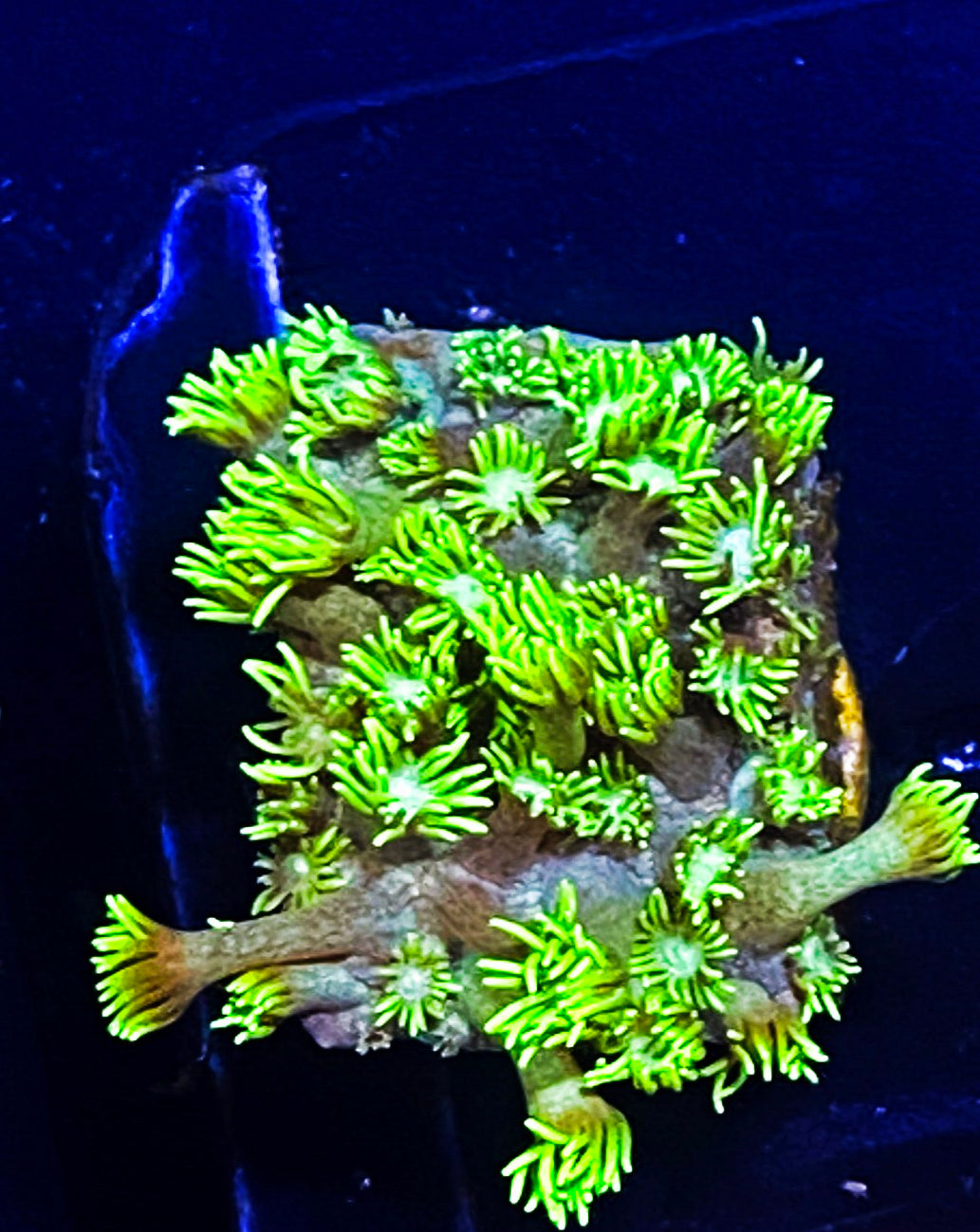 W3-A4 Neon Goni