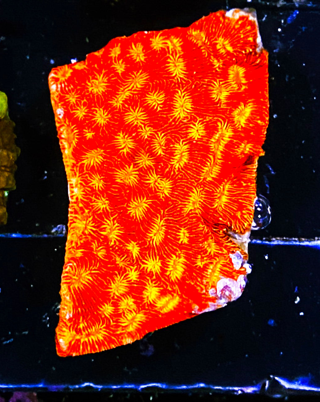 W3-B1 Chunky Aquacultured JF Jack-o-Lantern Lepto