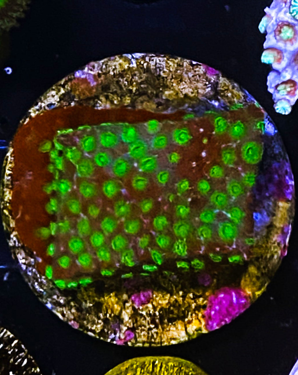 W32-e1 Aquacultured Golden Girls Cyphastrea (1.5in plug)