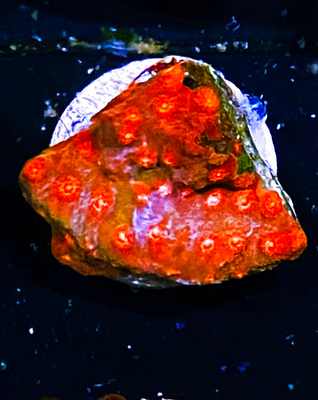 W3-B3 Red Brick Cyphastrea