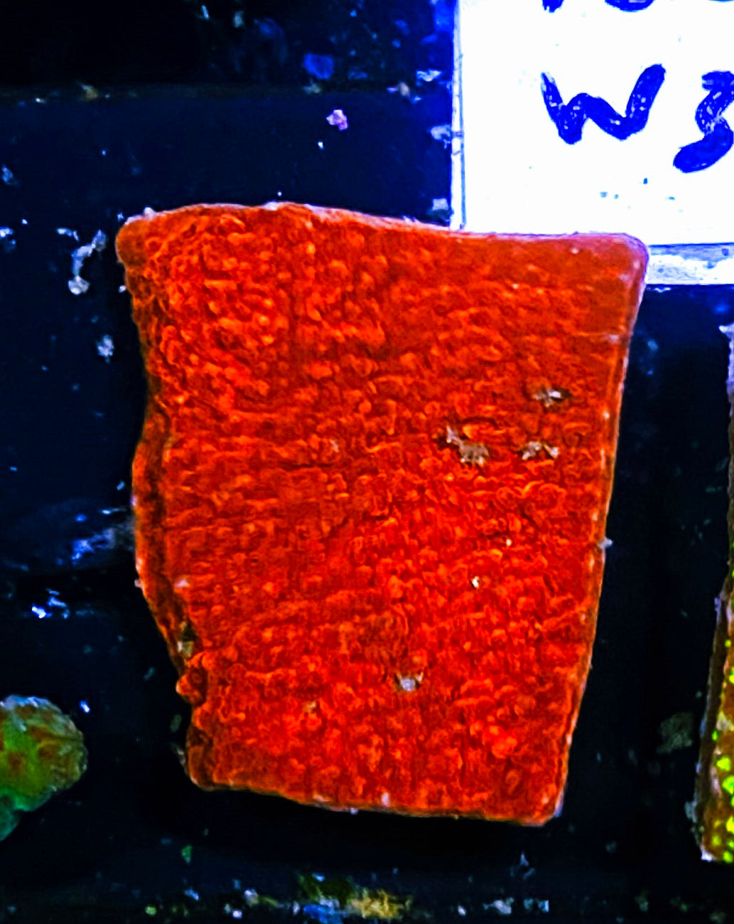 W3-B4 Aquacultured Red Monti Cap