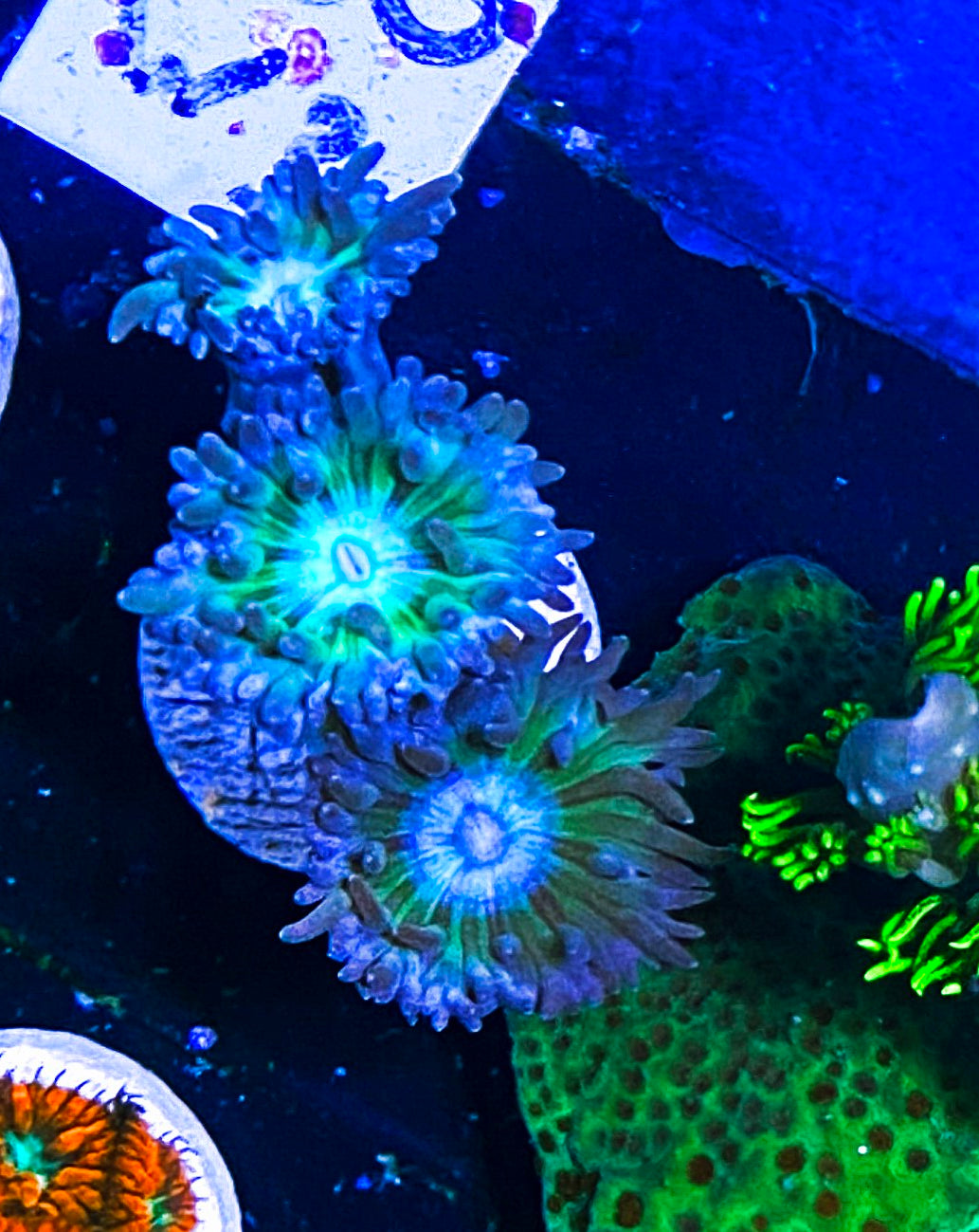 W32-a4 3H Aquacultured Duncans