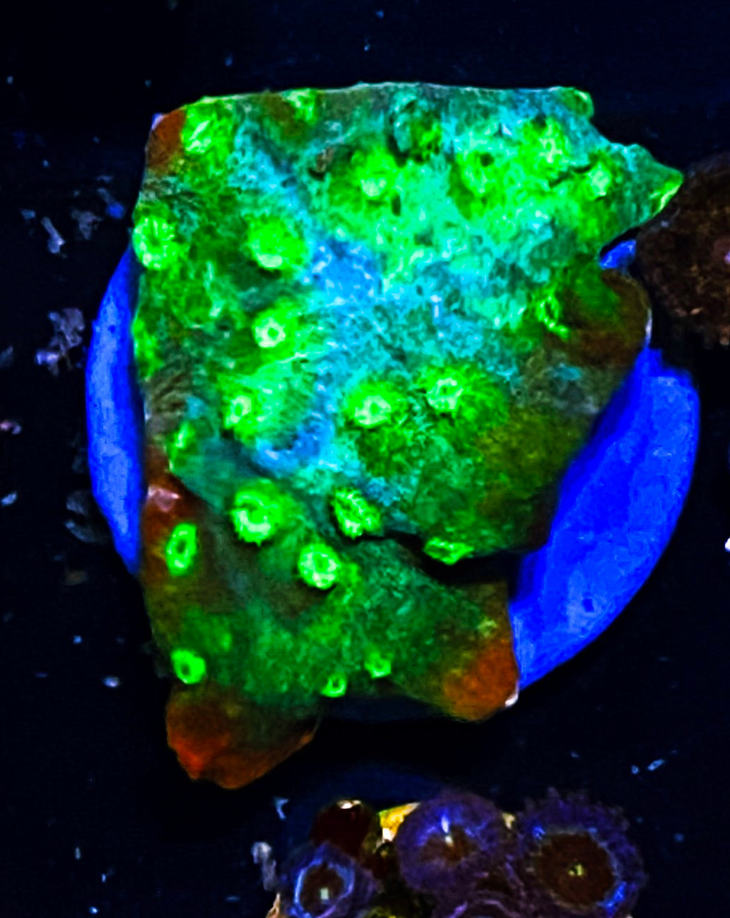 W3-D3 Aquacultured Cyphastrea