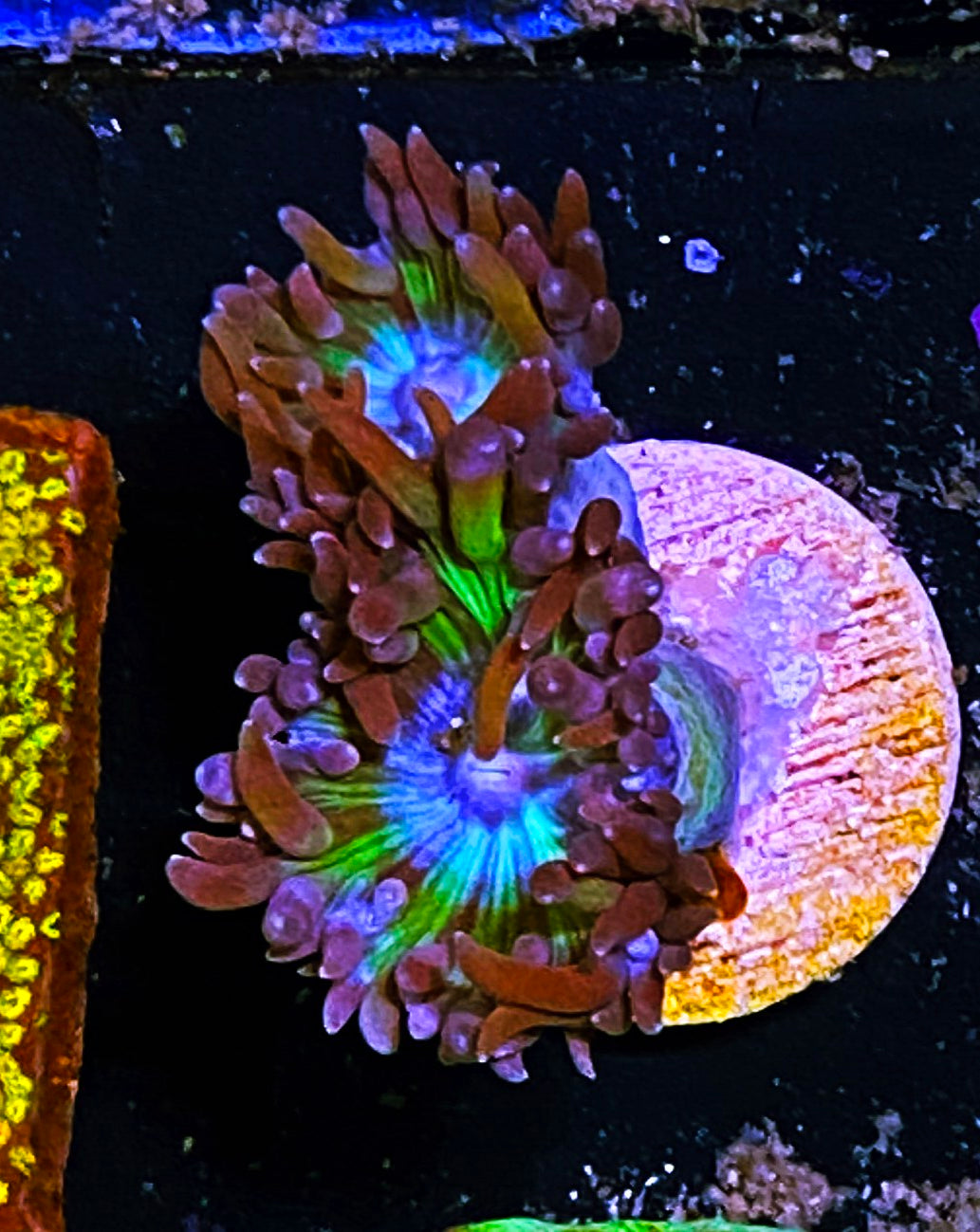 W3-D4 2H Aquacultured Duncans