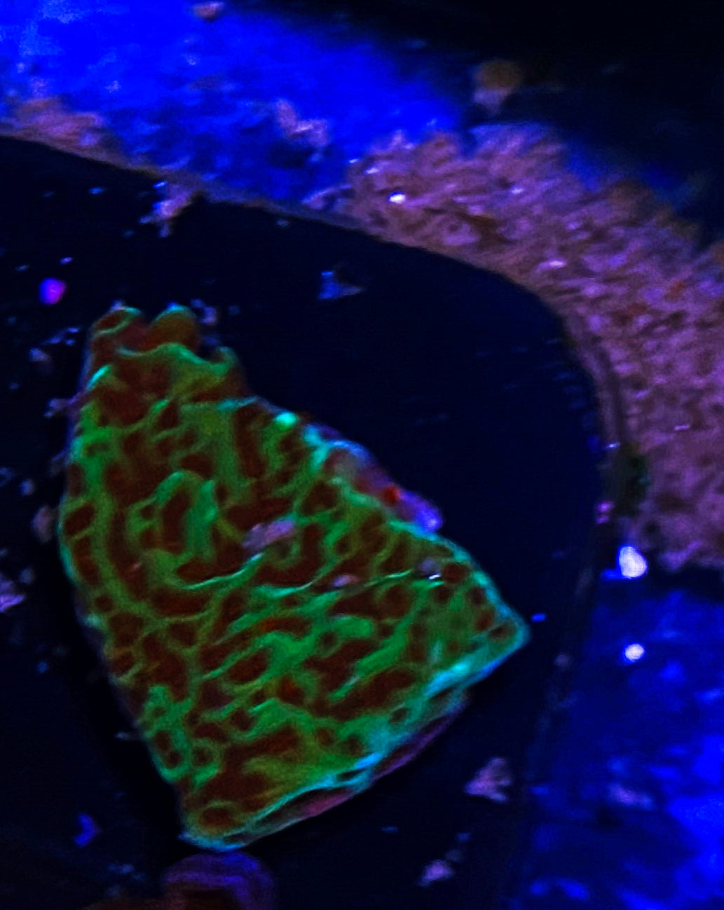 W3-E4 Aquacultured Jedi Mindtrick Monti